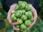 Nadir Brüksel Lahana Tohumu 25 Adet Tohum Bürüksel Lahanası thumbnail 1