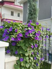 Karışık Sarmaşık Sabah Sefası Çiçeği Ekim Seti 5 Adet Tohum Saksı Toprak thumbnail 3