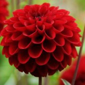 Karışık Dahlia Çiçeği Ekim Seti 5 Adet Tohum Saksı Toprak Yıldız Çiçek Tohumu - 3