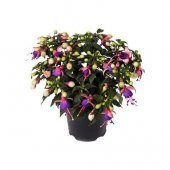 Karışık Küpeli Çiçeği Ekim Seti 5 Adet Tohum Saksı Toprak - 3