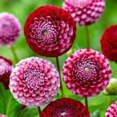 Karışık Dahlia Çiçeği Ekim Seti 5 Adet Tohum Saksı Toprak Yıldız Çiçek Tohumu - 4