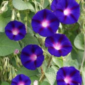 Karışık Sarmaşık Sabah Sefası Çiçeği Ekim Seti 5 Adet Tohum Saksı Toprak thumbnail 5