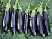 Kemer Patlıcan Tohumu 25 Adet Tohum thumbnail 2