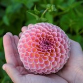 Karışık Dahlia Çiçeği Tohumu 5 Adet Tohum Çiçek Tohumu thumbnail 1