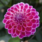 Karışık Dahlia Çiçeği Ekim Seti 5 Adet Tohum Saksı Toprak Yıldız Çiçek Tohumu - 5