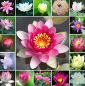 Nadir İthal Kutsal Lotus Çiçeği Tohumu 1 Adet Tohum Su Nilüferi - 1