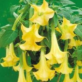 Angel Trumpet Çiçeği Tohumu 5 Adet Tohum Meleklerin Borozanı Meleklerin Borusu - 3