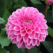 Karışık Dahlia Çiçeği Tohumu 5 Adet Tohum Çiçek Tohumu thumbnail 3