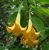 Angel Trumpet Çiçeği Tohumu 5 Adet Tohum Meleklerin Borozanı Meleklerin Borusu - 4
