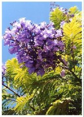 Nadir Jakaranda Ağacı Tohumu 50 Adet Tohum Jacaranda Mimosifolia - 3