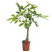 Nadir Örgülü Pachira Bitkisi Tohumu 3 Adet Tohum Paçira Para Bitkisi - 1