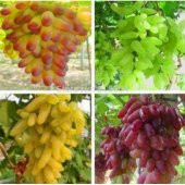 4 Farklı Üzüm Tohumu 8 Adet Tohum - 1