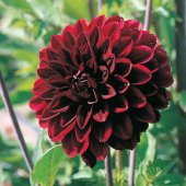 Karışık Dahlia Çiçeği Tohumu 5 Adet Tohum Çiçek Tohumu thumbnail 5