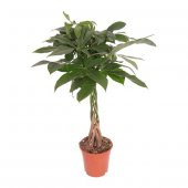 Nadir Örgülü Pachira Bitkisi Tohumu 3 Adet Tohum Paçira Para Bitkisi - 2