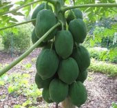 Tropikal Meyve Papaya ağacı Tohumu 3 Adet Tohum - 2
