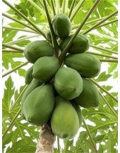 Tropikal Meyve Papaya ağacı Tohumu 3 Adet Tohum - 3