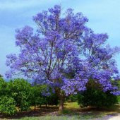 Nadir Jakaranda Ağacı Tohumu 100 Adet Tohum Jacaranda Mimosifolia - 5