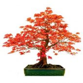 Red Maple Bonzai Ağacı Ekim Seti 5 Adet Tohum Saksı Toprak Kombin thumbnail 1