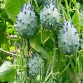 Tropikal Kivano Meyvesi Tohumu 3 Adet Tohum Dikenli Kavun thumbnail 3