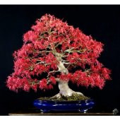 Red Maple Bonzai Ağacı Ekim Seti 5 Adet Tohum Saksı Toprak Kombin thumbnail 3