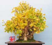 Beyaz Dut Bonzai Ağacı Ekim Seti 5 Adet Tohum Saksı Toprak Kombin thumbnail 1