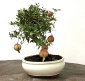 Nar Bonzai Ağacı Ekim Seti 5 Adet Tohum Saksı Toprak Kombin thumbnail 1