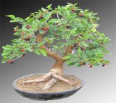 Karadut Bonzai Ağacı Ekim Seti 5 Adet Tohum Saksı Toprak Kombin - 2