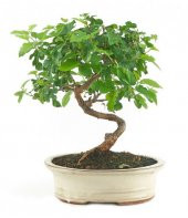 Karadut Bonzai Ağacı Ekim Seti 5 Adet Tohum Saksı Toprak Kombin - 3