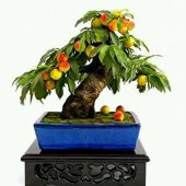 Erik Bonzai Ağacı Ekim Seti 2 Adet Tohum Saksı Toprak Kombin - 3