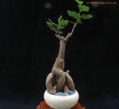 Japon Kavağı Bonzai Ağacı Ekim Seti 5 Adet Tohum Saksı Toprak Kombin - 3