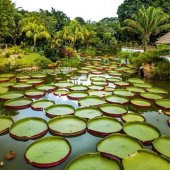 Nadir İthal Viktoria Reiga Lotus Çiçeği Tohumu 1 Adet Tohum - 2