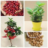 Kahve Bonzai Ağacı Tohumu 5 Adet Bonsai Ağacı Tohumu - 2