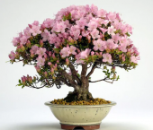 Pembe Zakkum Bonzai Ağacı Tohumu 5 Adet Bonsai Ağacı Tohumu - 1