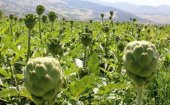 Nadir İthal Enginar Tohumu 5 Adet Tohum - 3