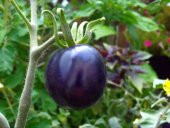 Nadir İthal Mor Domates Tohumu 5 Adet Tohum - 3