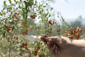 Goji Berry Tohumu 15 Adet Tohum Gojiberry Kurt Üzümü - 3
