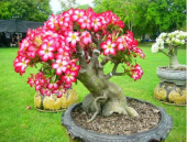 Pembe Zakkum Bonzai Ağacı Tohumu 5 Adet Bonsai Ağacı Tohumu - 2