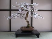 Erik Bonzai Ağacı Tohumu 2 Adet Bonsai Ağacı Tohumu - 4