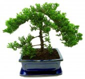 Selvi Bonzai Ağacı Tohumu 5 Adet Bonsai Ağacı Tohumu - 2