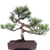 Sarıçam Bonzai Ağacı Tohumu 5 Adet Bonsai Ağacı Tohumu - 1