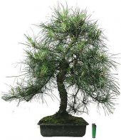 Karaçam Bonzai Ağacı Tohumu 5 Adet Bonsai Ağacı Tohumu - 1