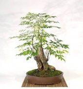 Mor Tesbih Bonzai Ağacı Tohumu 5 Adet Bonsai Ağacı Tohumu - 2