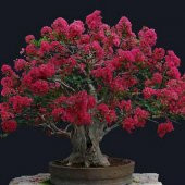 Mersin Bonzai Ağacı Tohumu 5 Adet Bonsai Ağacı Tohumu - 1