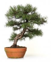 Sarıçam Bonzai Ağacı Tohumu 5 Adet Bonsai Ağacı Tohumu - 2