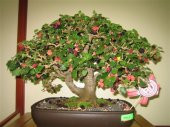 Karadut Bonzai Ağacı Tohumu 5 Adet Bonsai Ağacı Tohumu - 1