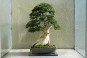 Selvi Bonzai Ağacı Tohumu 5 Adet Bonsai Ağacı Tohumu - 3