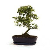 Mor Tesbih Bonzai Ağacı Tohumu 5 Adet Bonsai Ağacı Tohumu - 3