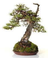 Karaçam Bonzai Ağacı Tohumu 5 Adet Bonsai Ağacı Tohumu - 4