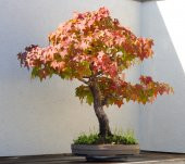 Liquidambar Bonzai Ağacı Tohumu 5 Adet Bonsai Ağacı Tohumu - 4