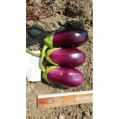 Patlıcan Tohumu Adana Dolmalık - 10 g (~ Takribi 1350 Tohum) thumbnail 3